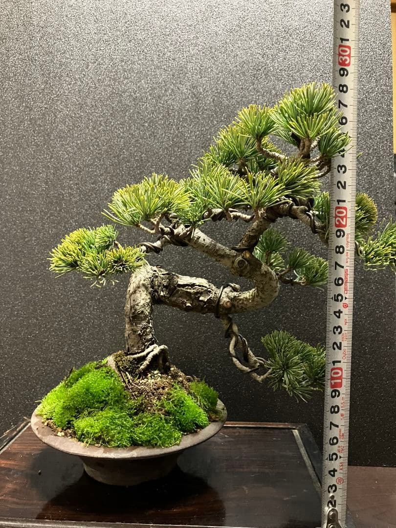 銀八房五葉松、宮島五葉松模様木盆栽