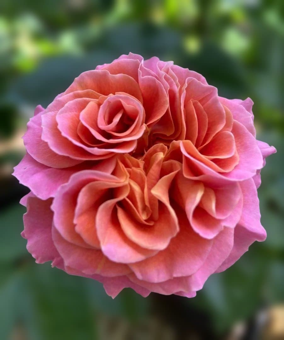 バラ　上海　苗③　パープルタイガー②