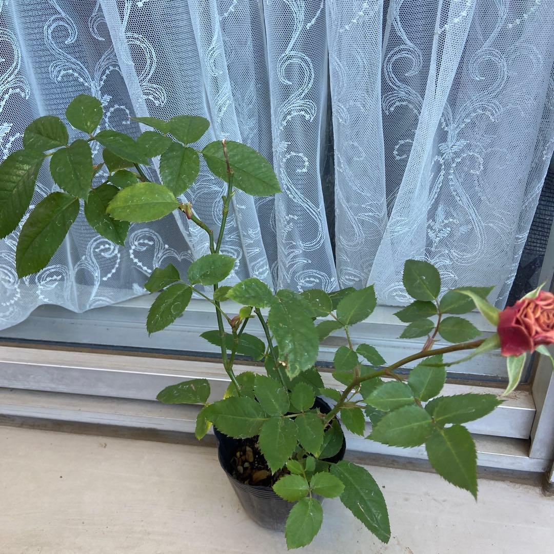 バラ　上海　苗③　パープルタイガー②