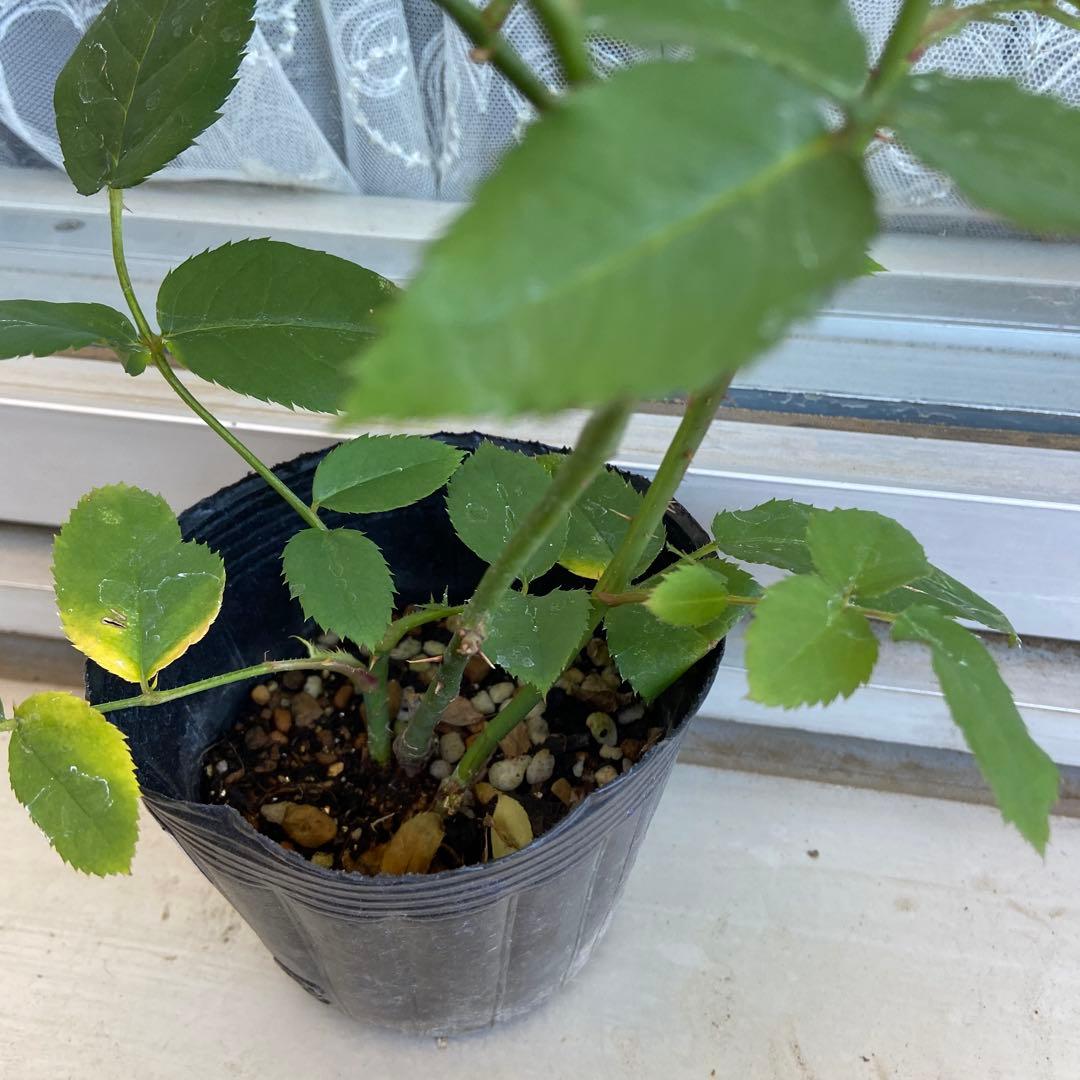 バラ　上海　苗③　パープルタイガー②