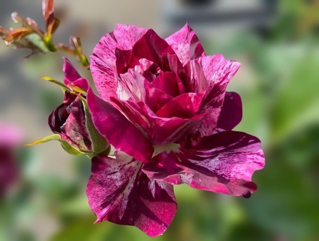 バラ　上海　苗③　パープルタイガー②