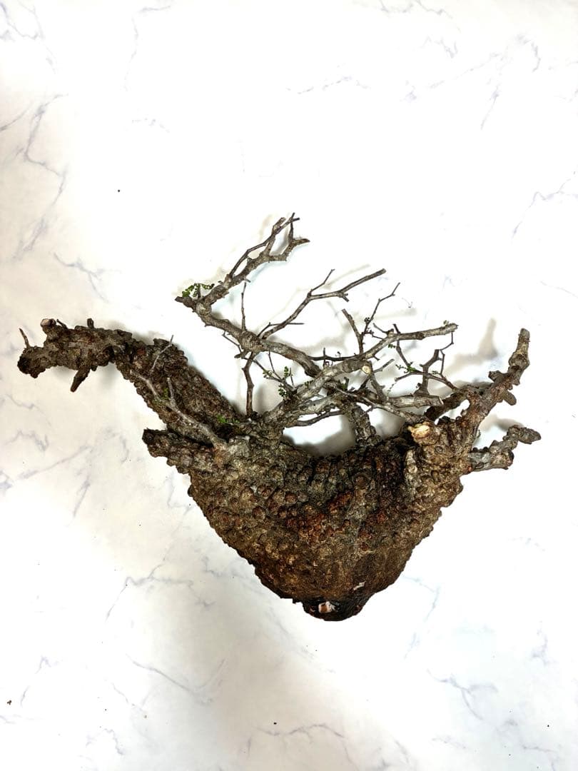 おおのやす様 リクエスト 2点 まとめ商品