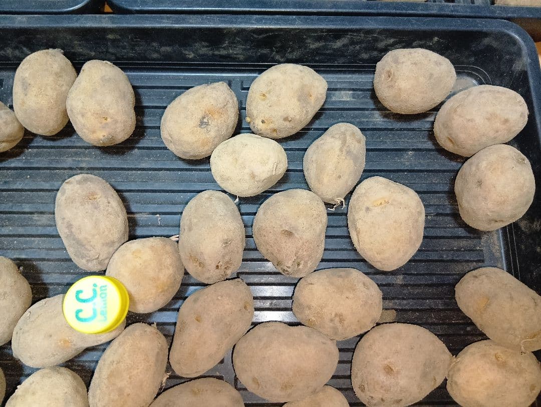 10kg m134 インカのめざめ 種芋