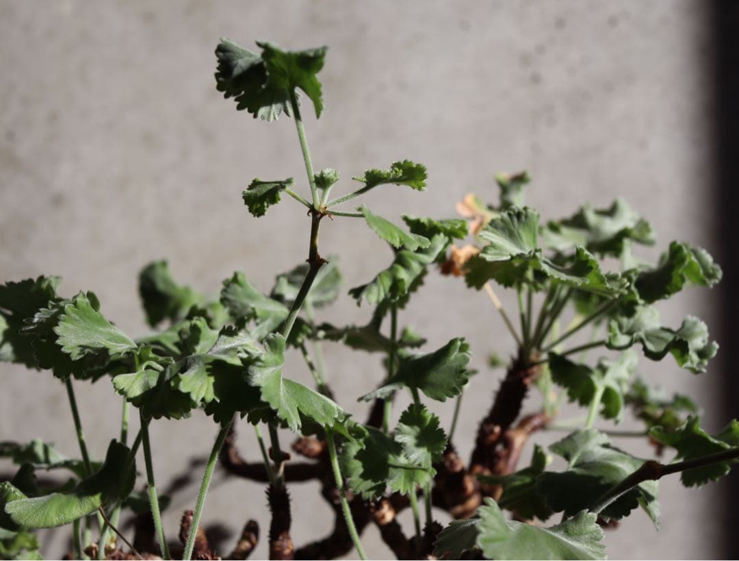 現地株　発根済み　ペラルゴニウム　ミラビレ