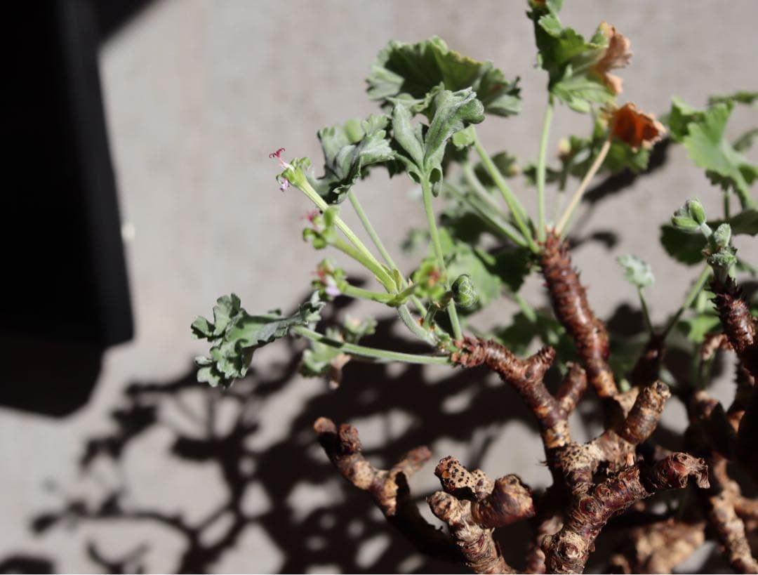 現地株　発根済み　ペラルゴニウム　ミラビレ