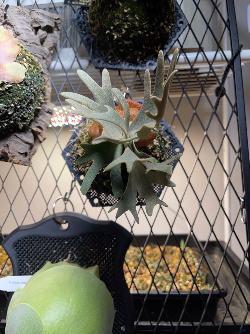 しょう→P.willinckii nano spore ナノ スポア