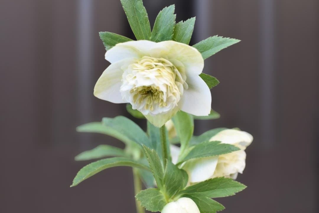 認定　ホワイトアフロディーテ　クリスマスローズ開花株