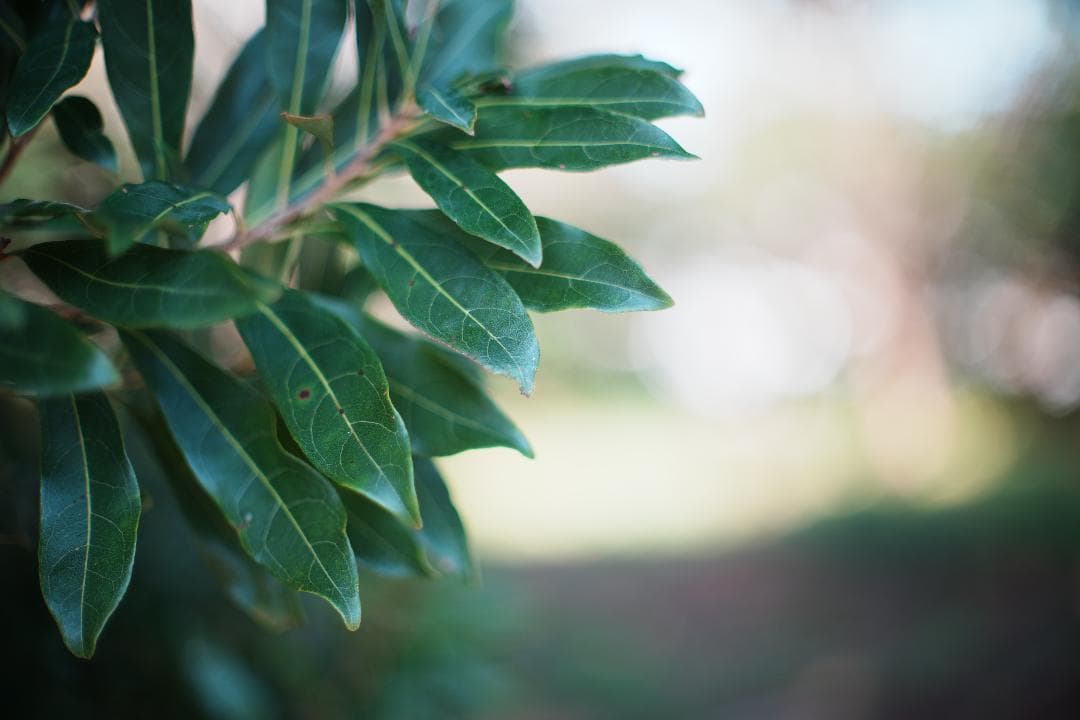 【和製貴婦人】MC ROKKOR-PG 50mm F1.4 ミノルタ 532