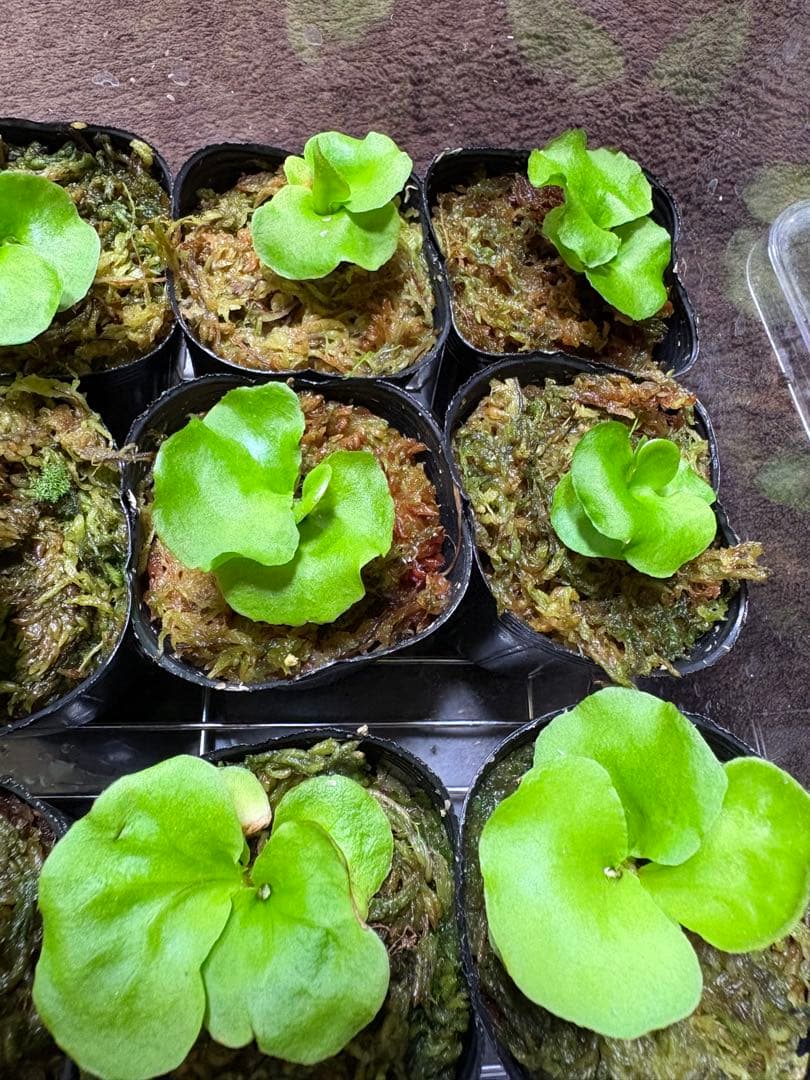 リドレイ　ノーマル15株セット