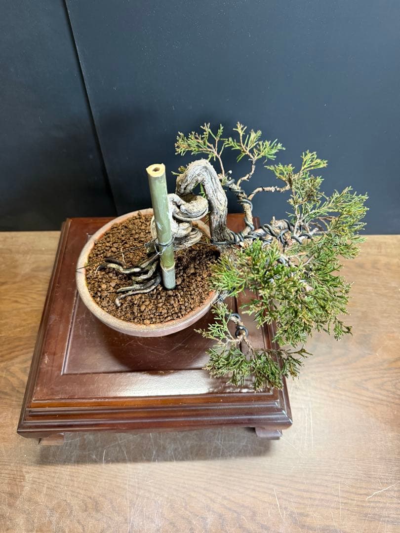 タクボマサヒロ様糸魚川真柏捻転根上がり盆栽素材　希少