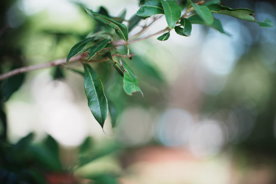 【希少・極美品】Canon New 50mm F1.2 L キャノン 173