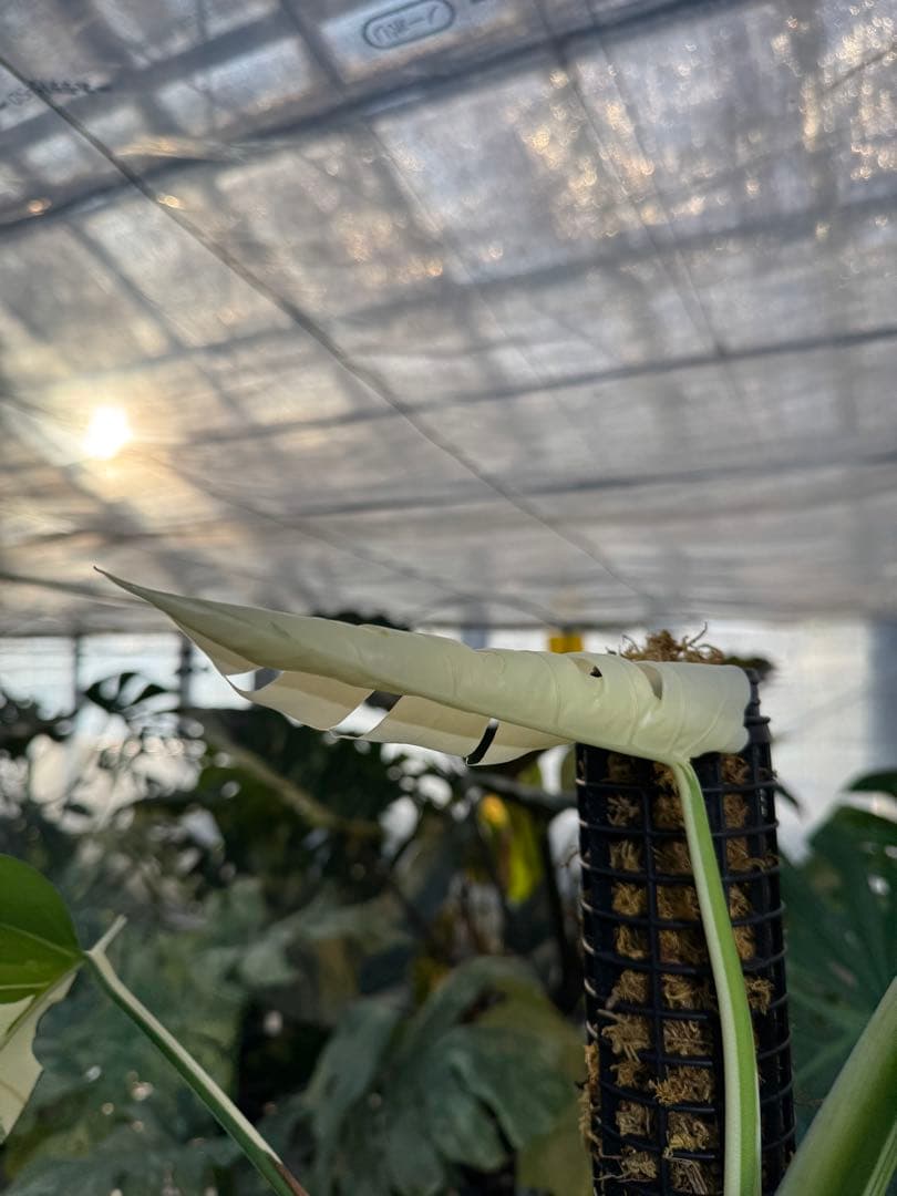 AB3モンステラ　ボルギシアナ　アルボ　白斑入り　鉢モスポール付き　高100cm