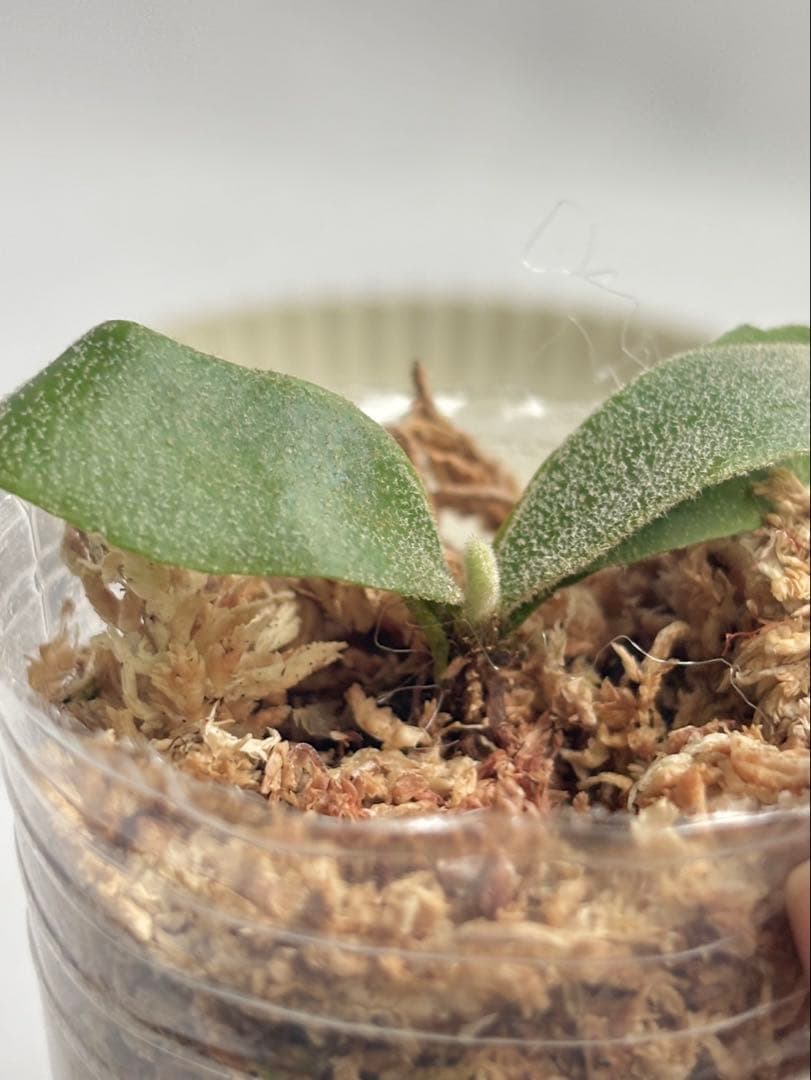 【メルカリ便】P. Willinckii (spore) 【48】