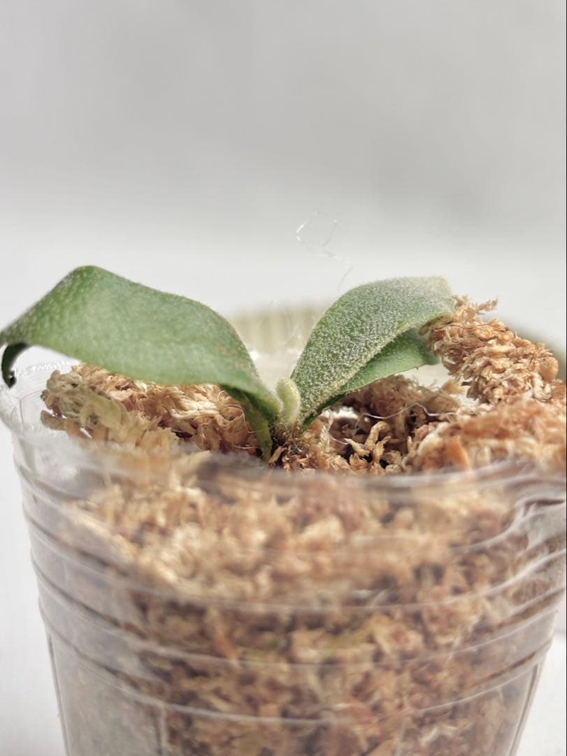 【メルカリ便】P. Willinckii (spore) 【48】