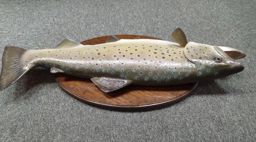 ブラウントラウト　レプリカ　剥製　壁掛け