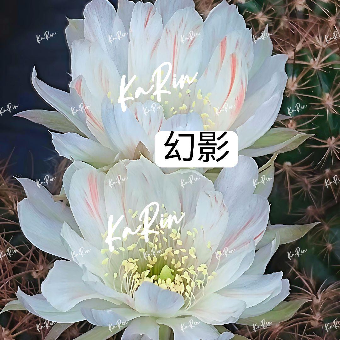 1-Genちゃん商品　花サボテン