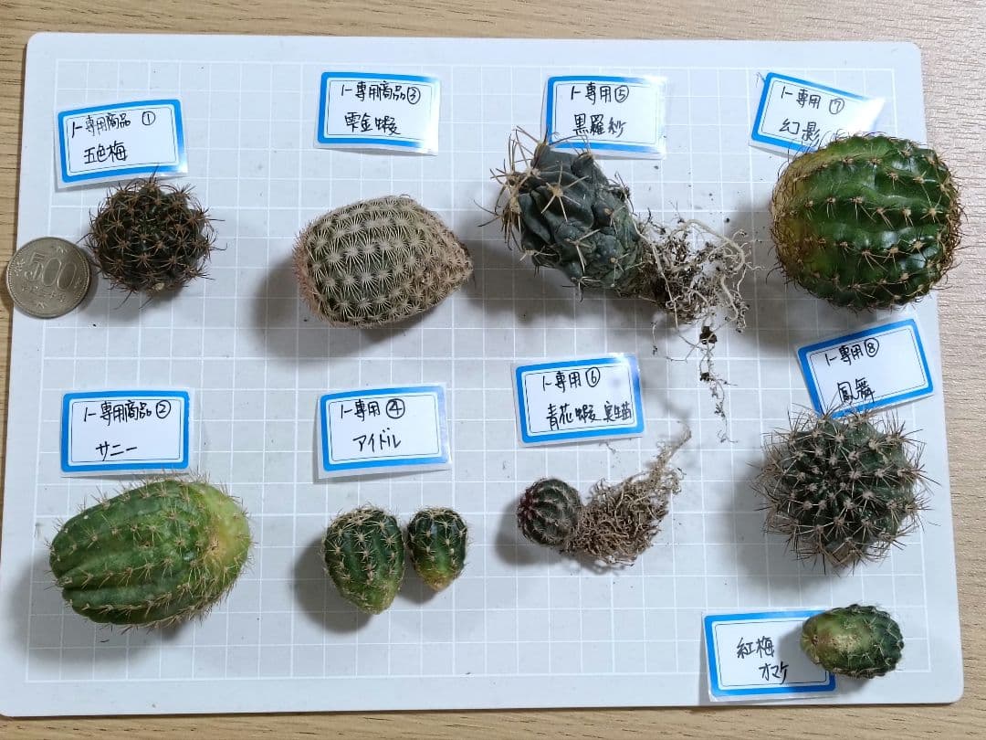 1-Genちゃん商品　花サボテン