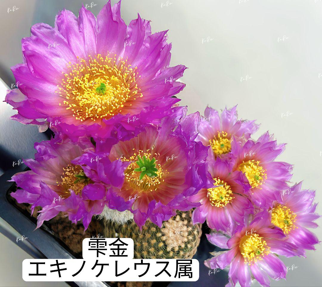 1-Genちゃん商品　花サボテン