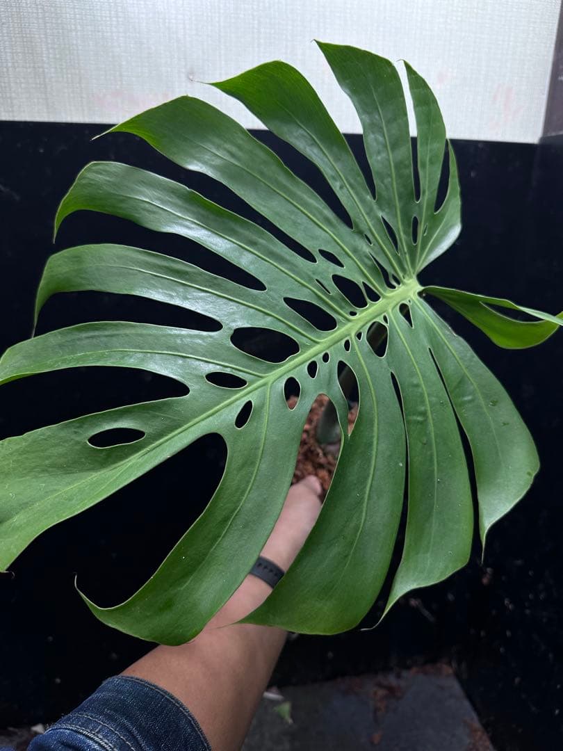 し*お様 モンステラデリシオーサマクロコズム超希少系統鉢植え58㎝