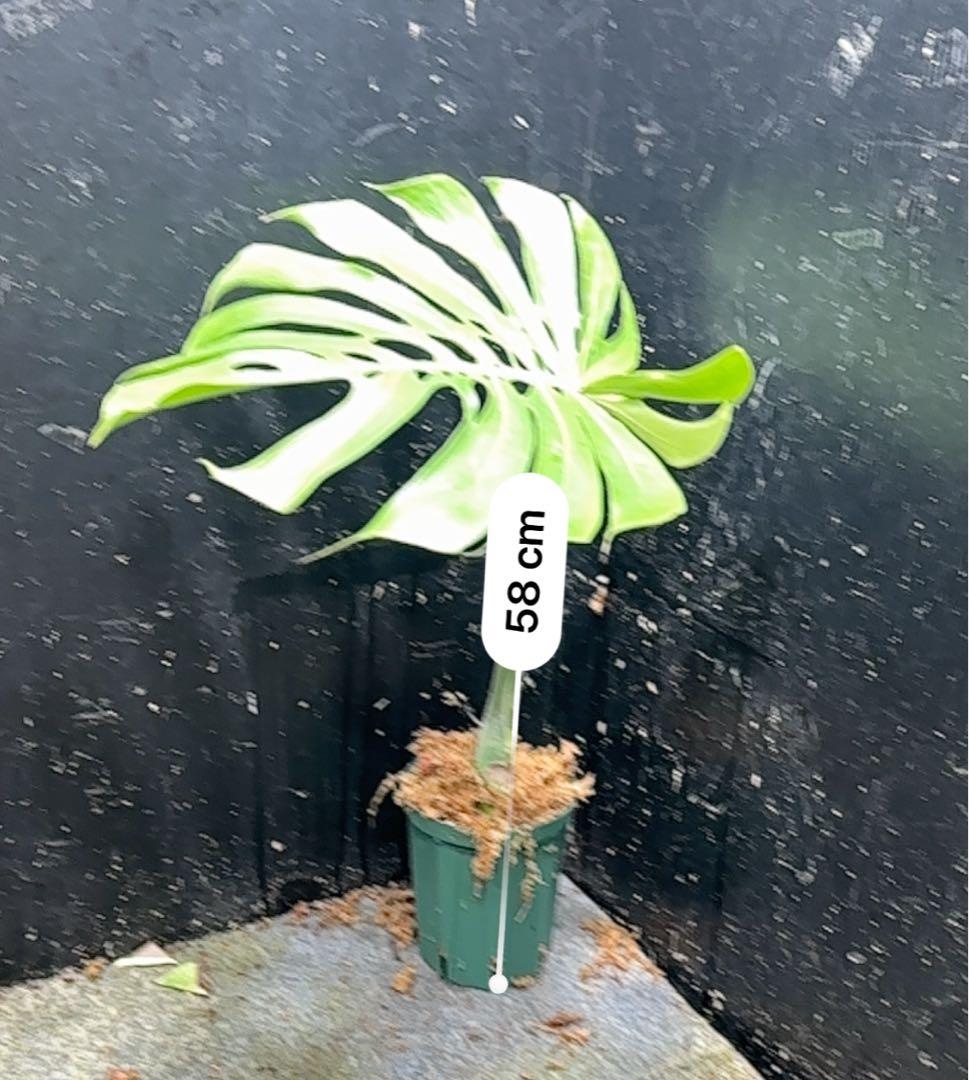 し*お様 モンステラデリシオーサマクロコズム超希少系統鉢植え58㎝