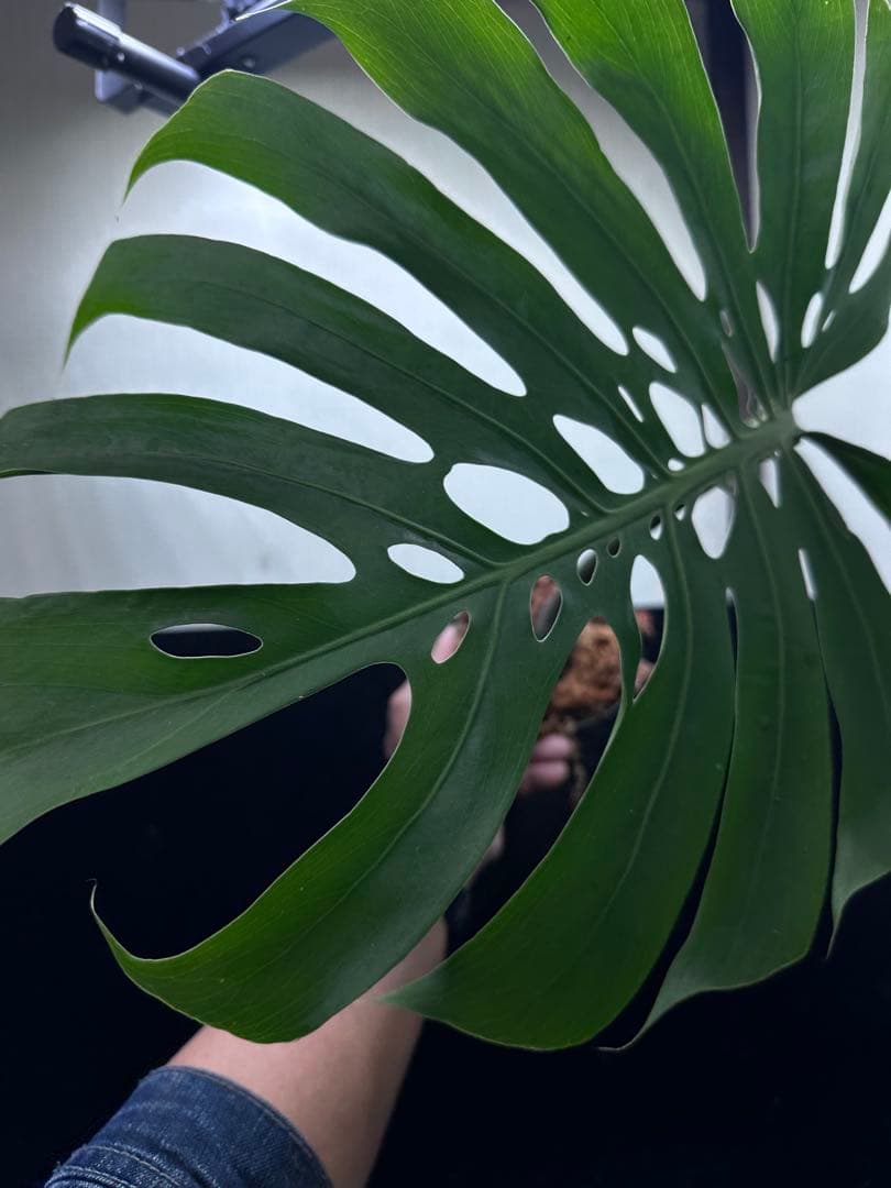 し*お様 モンステラデリシオーサマクロコズム超希少系統鉢植え58㎝