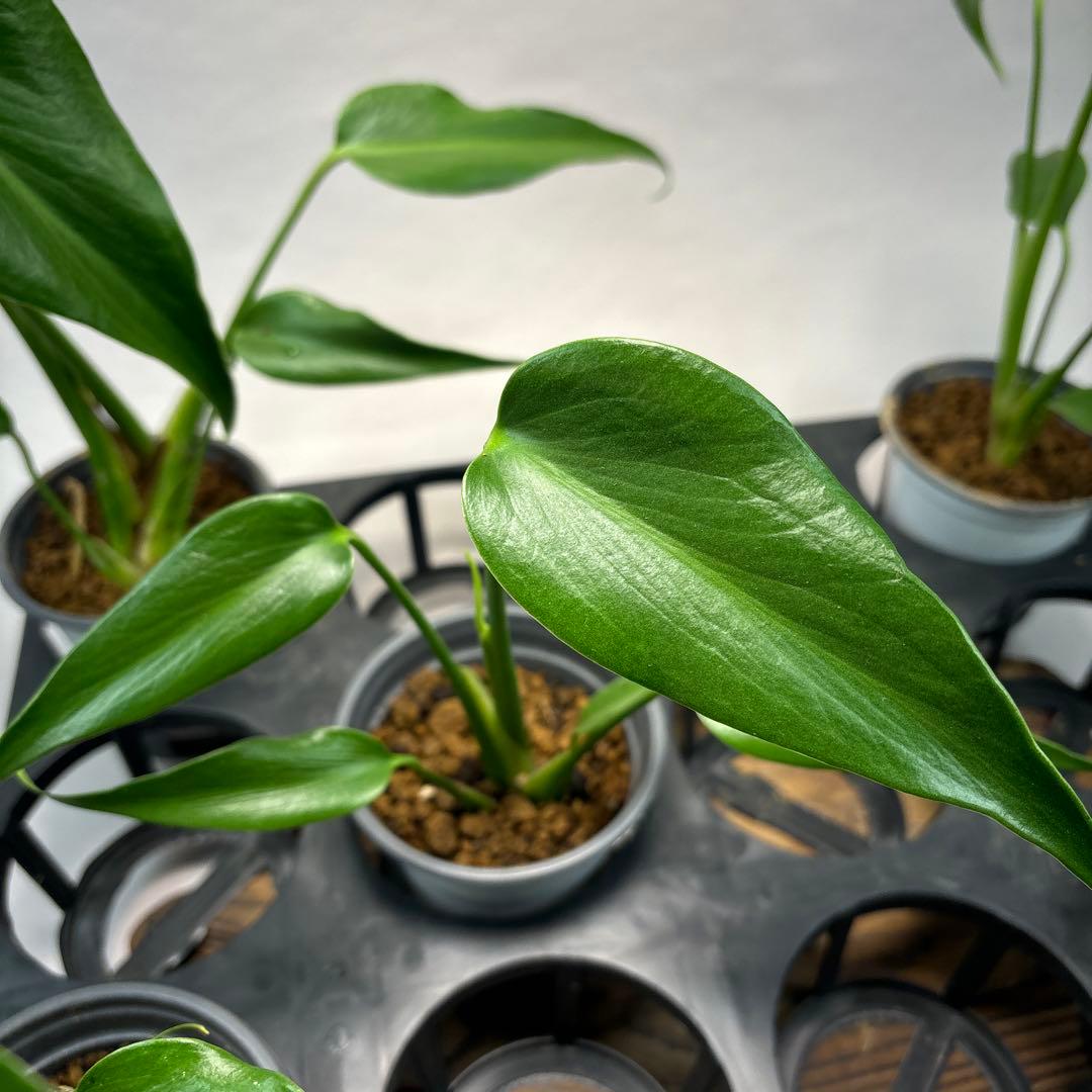 キ*ン様 5株セットMS06モンステラ バールマルクスフレーム