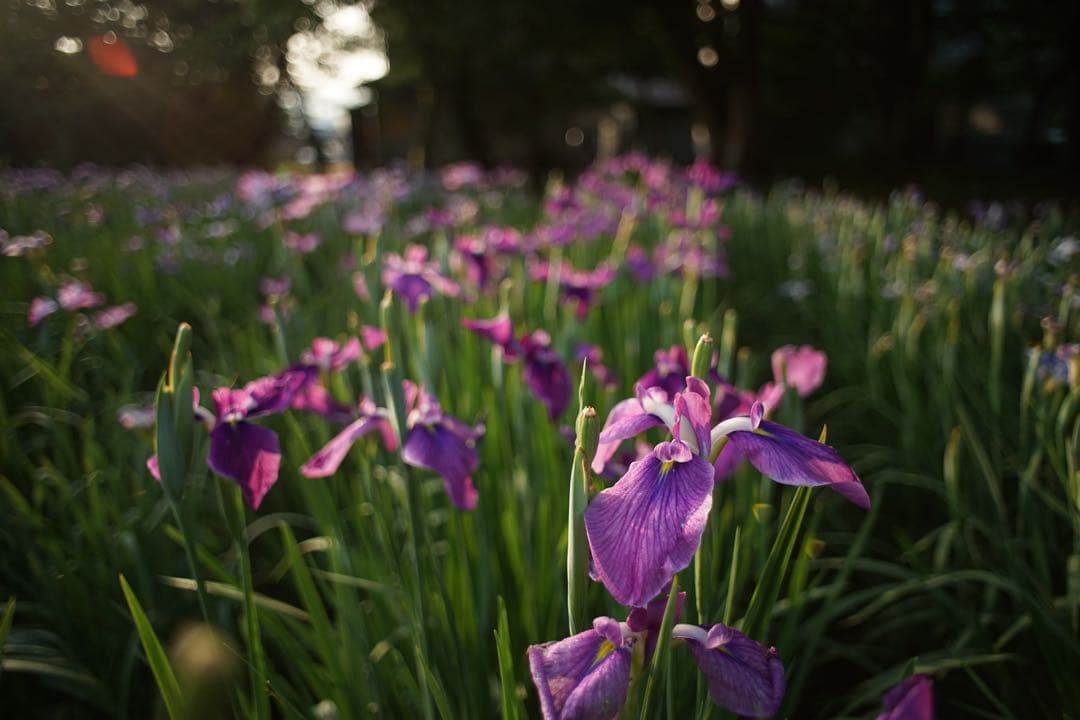 作例付き　MINOLTA AF 24mm F2.8 管mpr