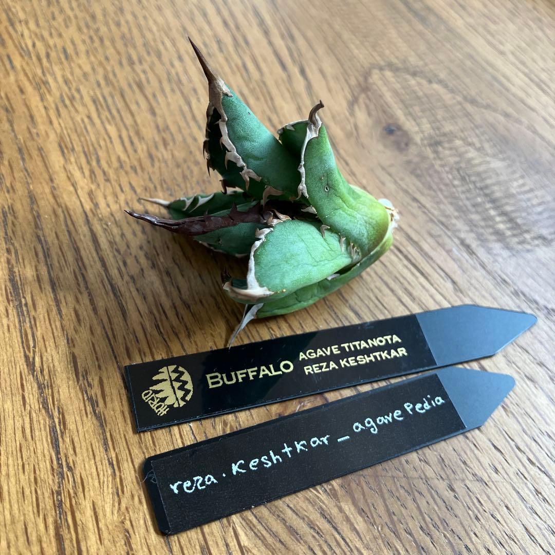 T*☆様 【初売りオークション】111 REZA産　目玉　選抜　アガベ　BUFF