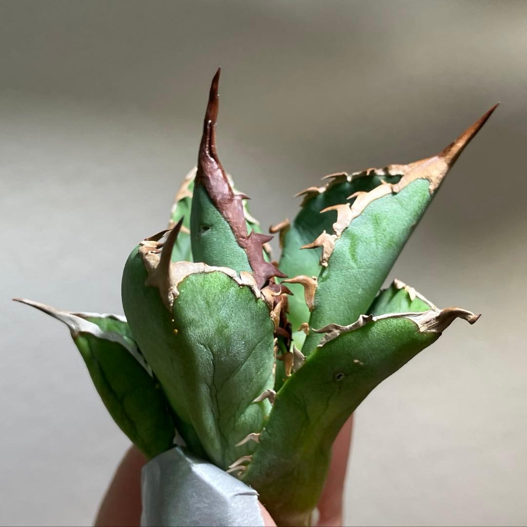 T*☆様 【初売りオークション】111 REZA産　目玉　選抜　アガベ　BUFF