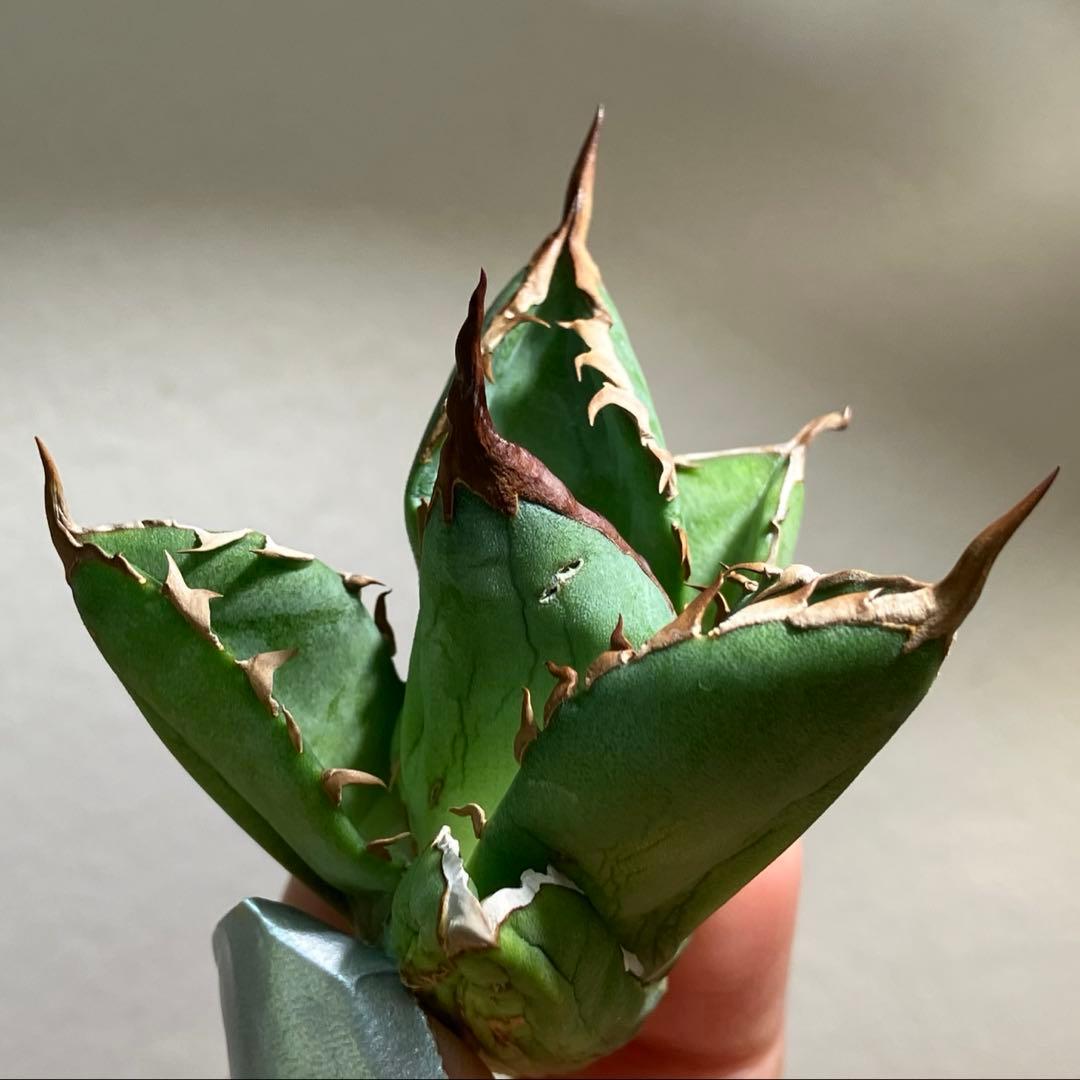 T*☆様 【初売りオークション】111 REZA産　目玉　選抜　アガベ　BUFF