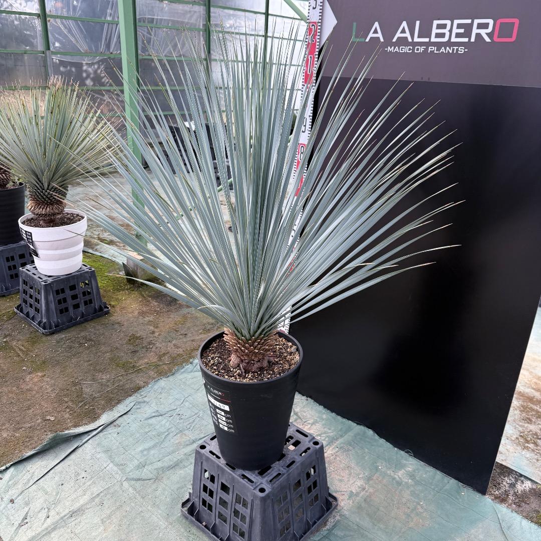 【AL1149】ユッカ　ロストラータ　ランチョブルー　数量限定