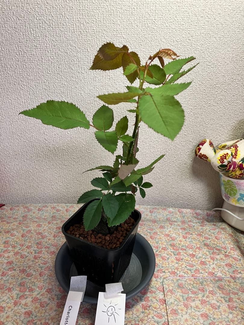 ビ*上様 バラ苗　和バラ　正規品