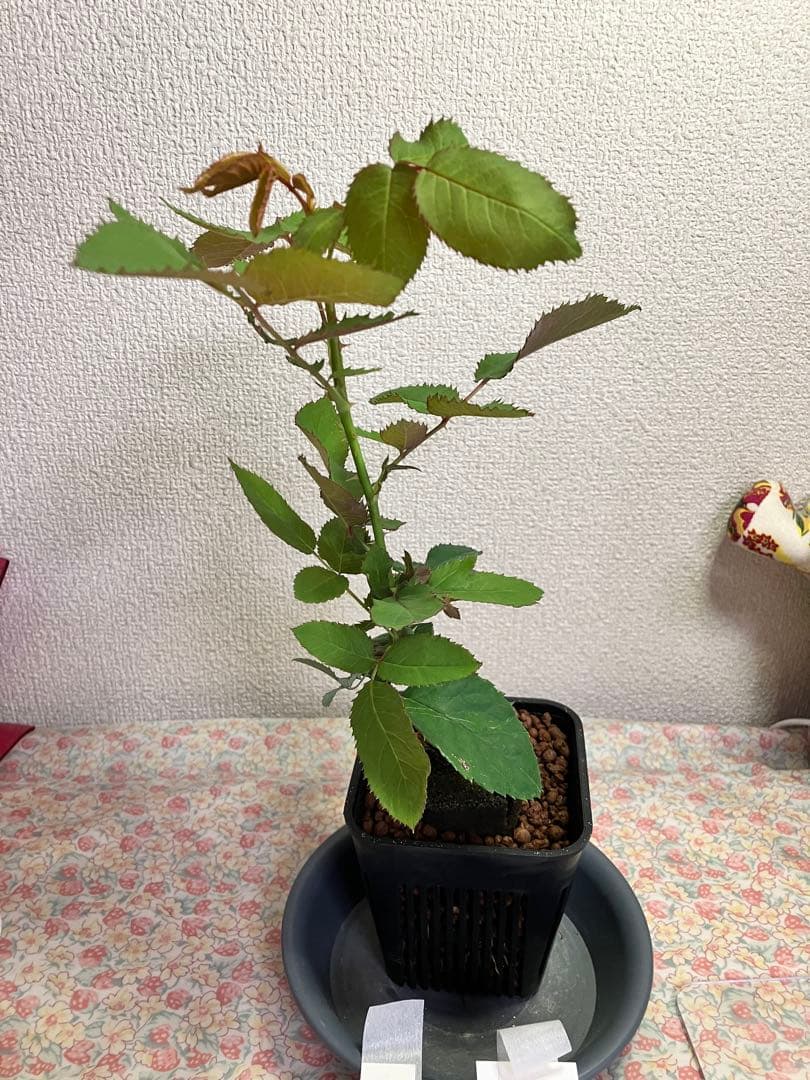 ビ*上様 バラ苗　和バラ　正規品