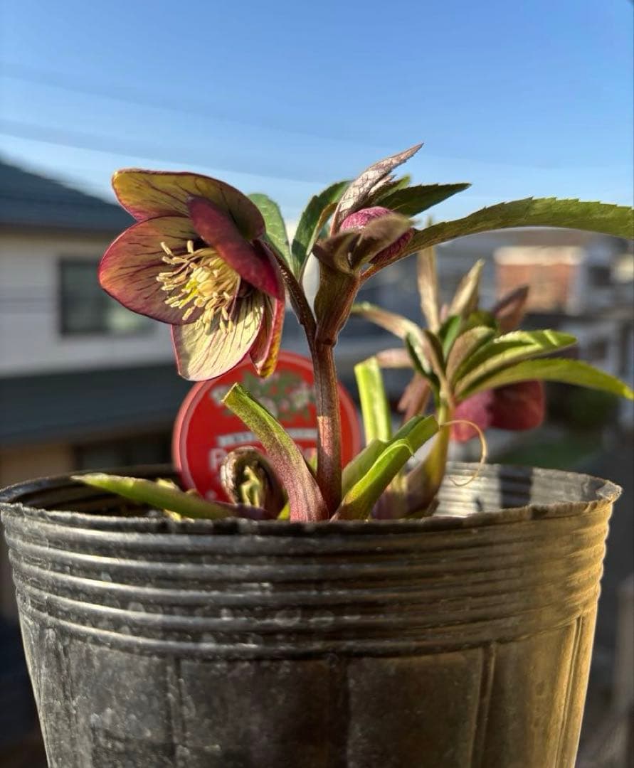 りーちゃん様ご依頼品