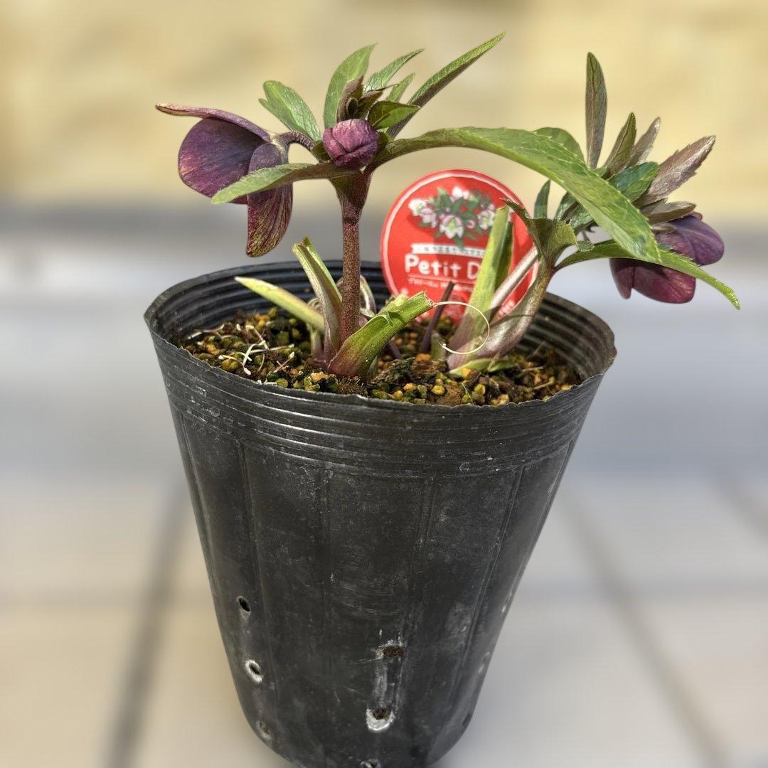 りーちゃん様ご依頼品