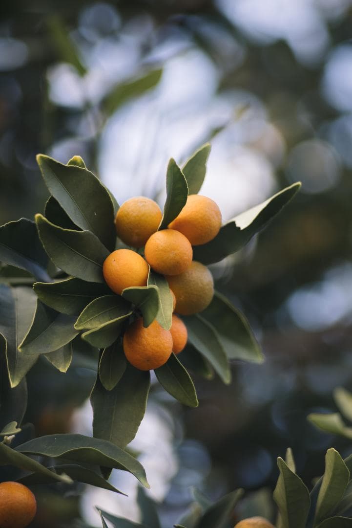 大口径メガネ付き望遠！Leica Elmarit 135mm F2.8 2nd