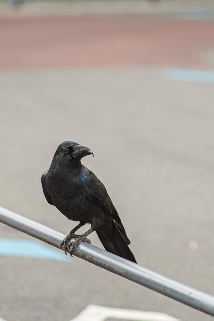 大口径メガネ付き望遠！Leica Elmarit 135mm F2.8 2nd