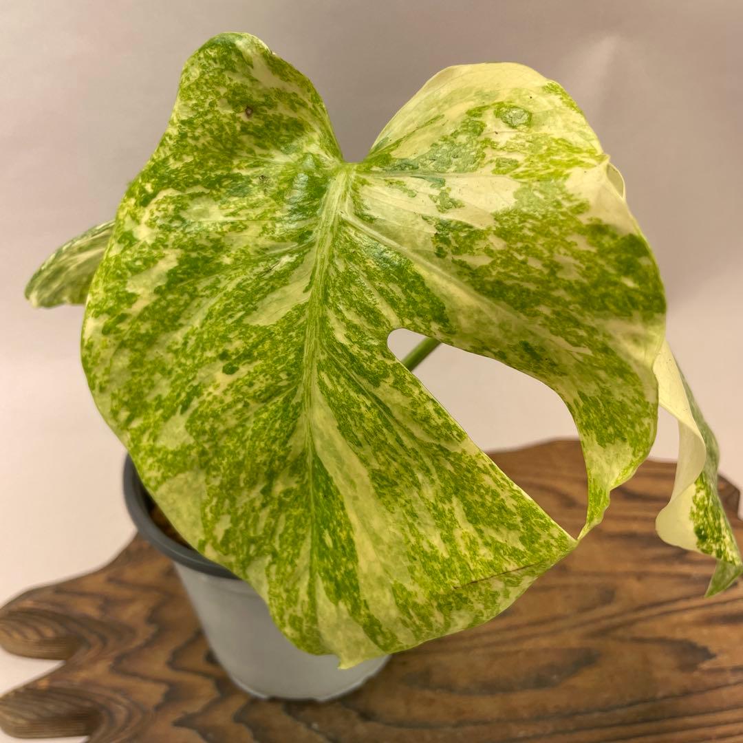 ぅ*ち様 a02モンステラ　デリシオーサ　レガシー　斑入り