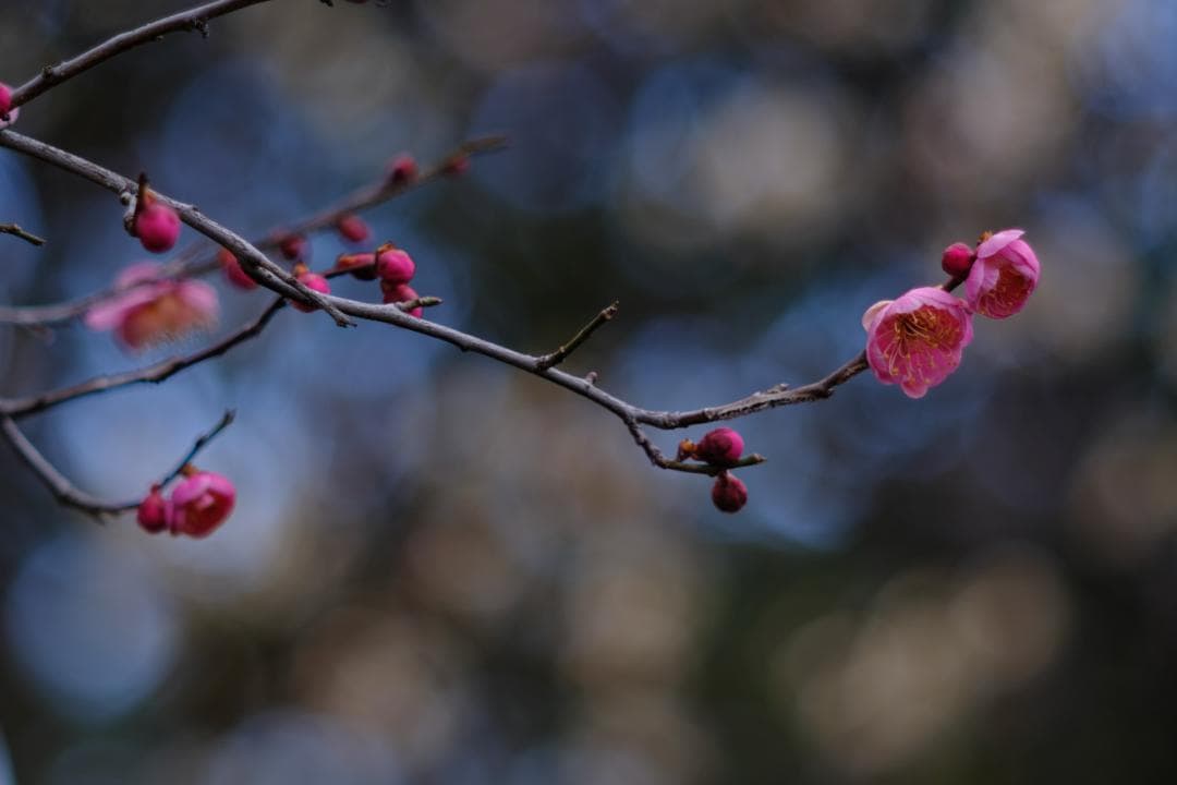 Pentax SPF + SMC 55mm最終 & 105mm 完動品