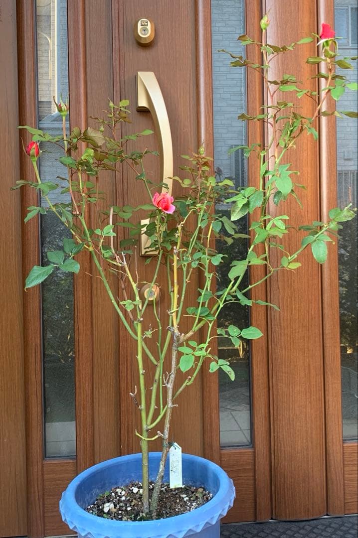 バラ大苗　10号鉢植え　み