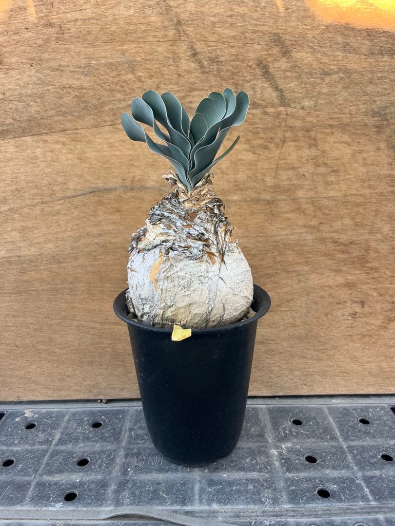 ブーファン　ハエマンソイデス　（検　ハエマントイデス　ディスティチャ