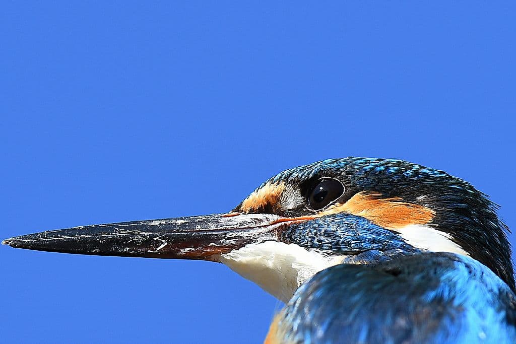 NIKON D500 バッテリーグリップ＋予備バッテリー2本＋α