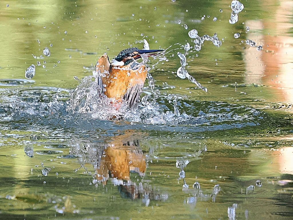 NIKON D500 バッテリーグリップ＋予備バッテリー2本＋α