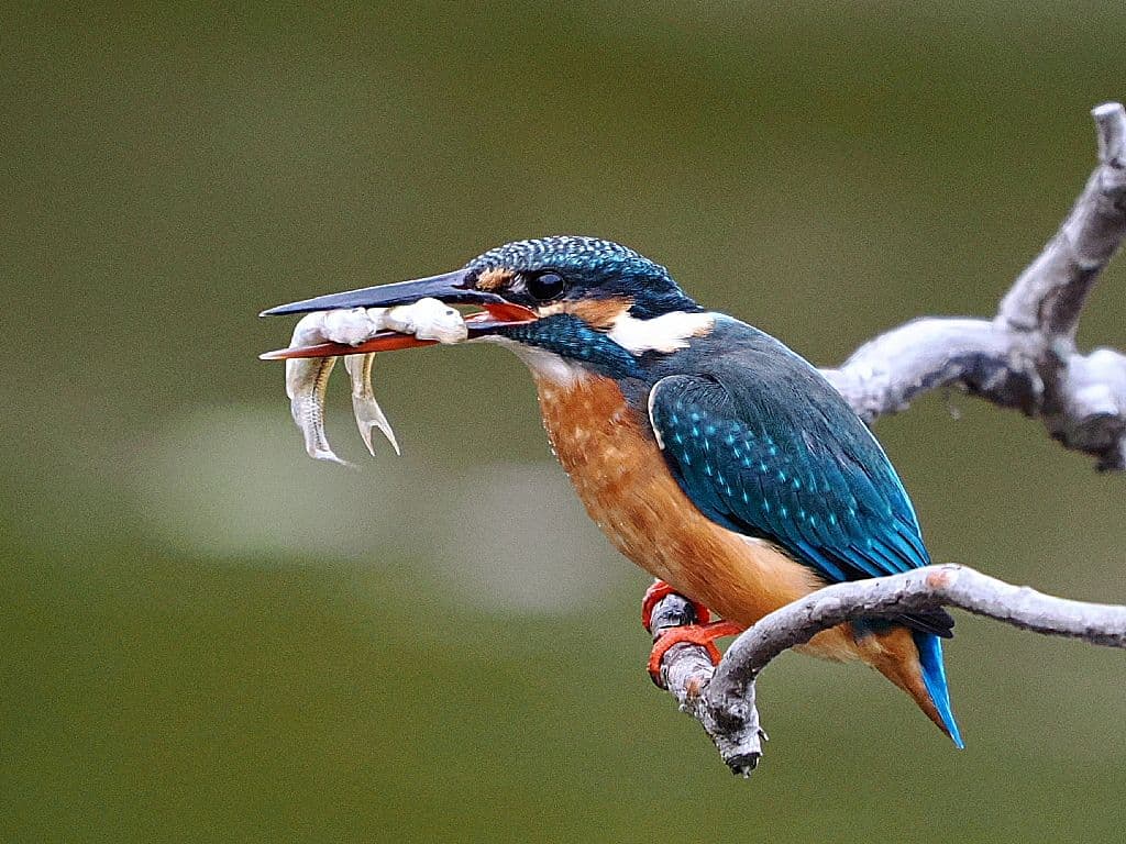 NIKON D500 バッテリーグリップ＋予備バッテリー2本＋α