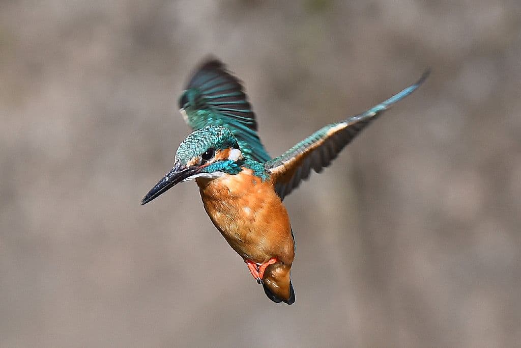 NIKON D500 バッテリーグリップ＋予備バッテリー2本＋α