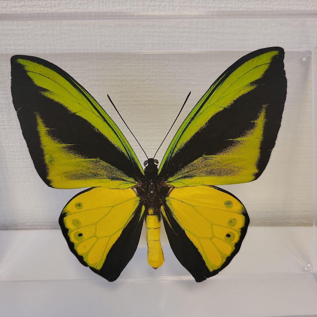 蝶の標本　トリバネチョウの王様(珍特A)