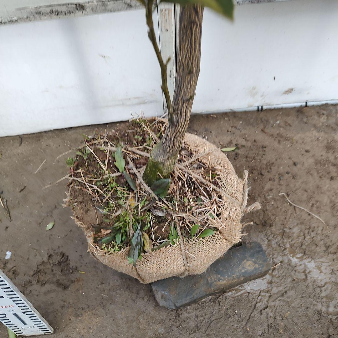 ひい出品 日南N1 極早生 5年生 苗木 結実実績あり！