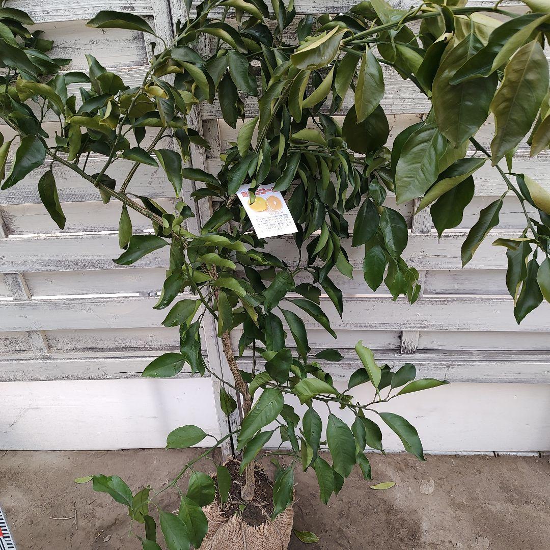 ひい出品 日南N1 極早生 5年生 苗木 結実実績あり！