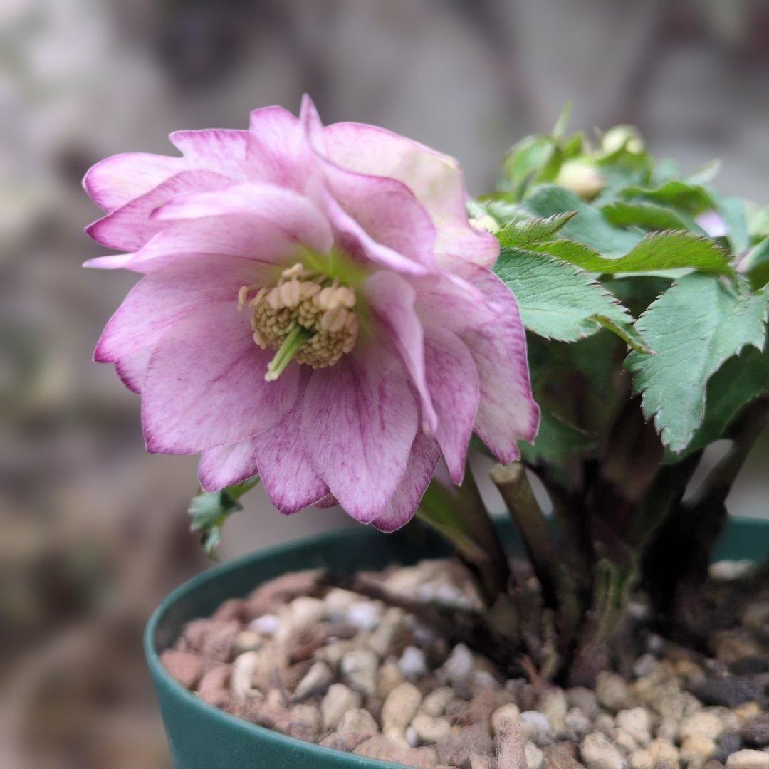 ト*畑様 大木ナーセリー❤️ クリスマスローズ❤️ いろは交配❤️