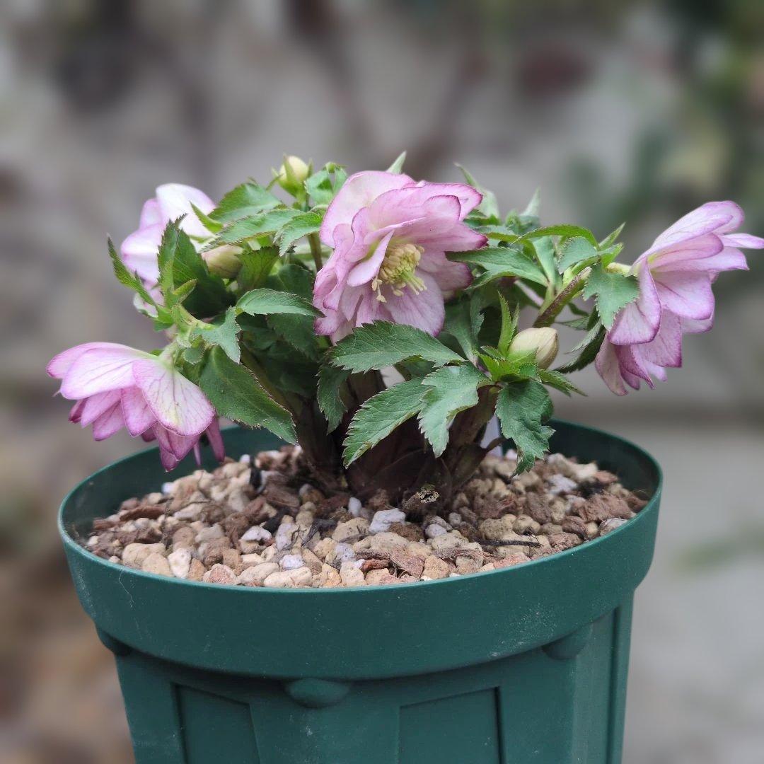 ト*畑様 大木ナーセリー❤️ クリスマスローズ❤️ いろは交配❤️